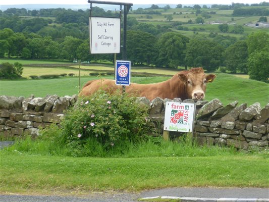 Bull posing by Farm Stay sign